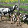 Butt-n-Down Abigail 2016 triplets
Butt-n-Down Blaze, Fawn and Speckles, sired by Wabi-Sabi Valley Ember