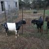 Calypso buck at 6 mo., sired by Wabi-Sabi Valley Ember