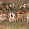 Some Ladies in waiting. Close to freshening  2012 
2 on left are daughters of Les Serrettes King D Oma Matt