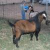 Butt-n-Down Royal Duke herd sire from 2008 to 2012 with many beautiful milky daughters. Sadly he is no longer with us.