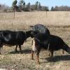 April 2014  Enjoying Chinese Elm treats. Serendipity, Danny Girl and Grace behind