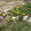 Rock Garden Tulips.  Beautiful, early color, yellow and yellow & white.  Plant seed in late summer to fall to flower the second spring. The seed head also makes an interesting dried floral.  
Packet of 25-30 seeds for $1.00
Postage, $1.25