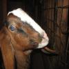 Wabi-Sabi Valley Ember joined our herd in December 2014. He has a very playful personality and loves the girls, even though they are about 3 times his size.