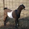 Wabi Sabi Valley Ember in September of 2015. Finally ready for the girls.  He was slow to mature but he is all buck now. December 12th he is another 4" tall and about 30 pounds heavier.