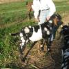 Calypso right side.  When he was born he was a true tri color. brown fore and rear and black and white mid section, as he has matured the only brown he has retained is on his face and ears.