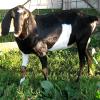Butt-n-Down Sebrina at 6 mo. July 2016. she freshened at 1 year with twins and is milking good